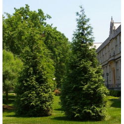 Thuja, Tuja, Żywotnik Kórnik - sadzonka w pojemniku P9
