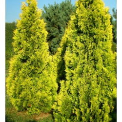 Thuja, Tuja, Żywotnik zachodni Sunkist - sadzonka w pojemniku P9