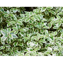 Trzmielina Emerald Gaiety - sadzonka w pojemniku C2