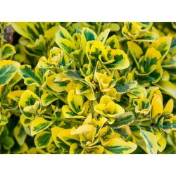 Trzmielina Emerald'n Gold - sadzonka w pojemniku P9