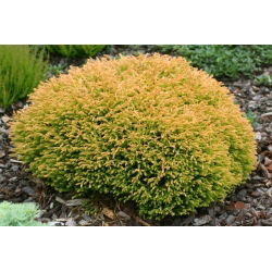 Thuja, Tuja, Żywotnik Golden Tuffet - duża sadzonka w pojemniku C3