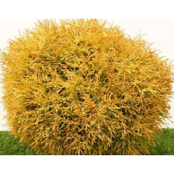 Thuja, Tuja, Żywotnik Golden Tuffet - duża sadzonka w pojemniku C3