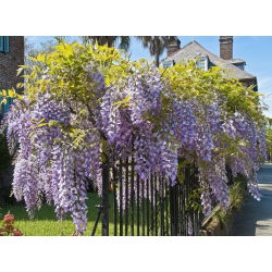 Glicynia chińska, wisteria Prolific - niebieska - przepiękne pnącze - duża sadzonka P9-C2