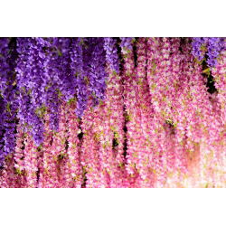 Glicynia chińska, wisteria Honbeni, Pink Ice - różowa - przepiękne pnącze - szczepiona sadzonka