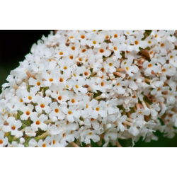 Budleja Dawida biała White Profusion - Krzew motyli - sadzonka w pojemniku C2