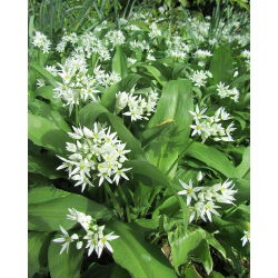 Czosnek niedźwiedzi - aromatyczne zioło! - 5 cebulek