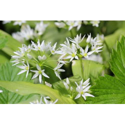 Czosnek niedźwiedzi - aromatyczne zioło! - 5 cebulek