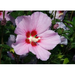 Ketmia syryjska, Hibiskus Maike - sadzonka P9