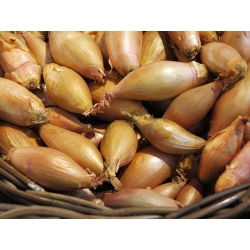 Cebula szalotka - Zebrune - 855 nasion