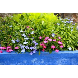 Lobelia przylądkowa - mieszanka kolorów - 6400 nasion