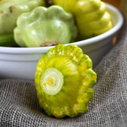 Dynia zwyczajna - Patison Okra - 75 nasion