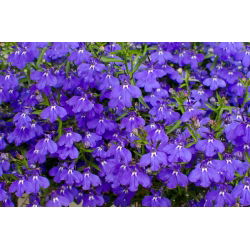 Lobelia zwisła szafirowoniebieska - 3000 nasion