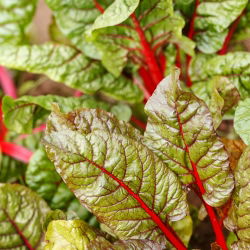 Burak liściowy Rhubarb Chard - czerwony - 225 nasion