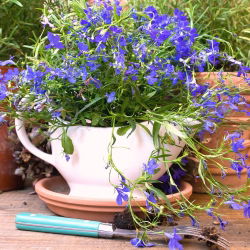Lobelia zwisła szafirowoniebieska - 3000 nasion