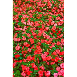 Niecierpek Waleriana czerwony - 180 nasion