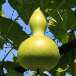 Tykwa pospolita Birdhouse - 7 nasion
