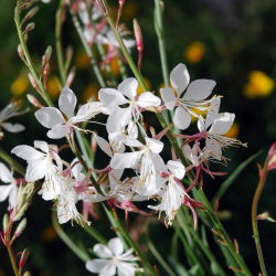 Gaura - Gaura lindheimeri - 30 nasion