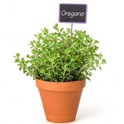 Oregano - Lebiodka pospolita