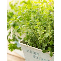 Oregano - Lebiodka pospolita