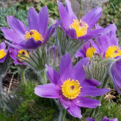 Sasanka - Anemone pulsatilla - fioletowa