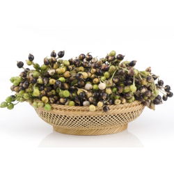 Łzawica - Łzy Hioba - 15 nasion