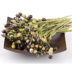 Łzawica - Łzy Hioba - 15 nasion