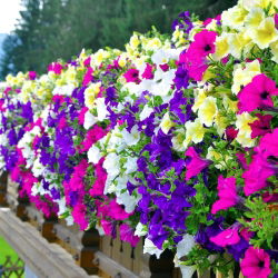 Petunia - Mieszanka balkonowa - 800 nasion