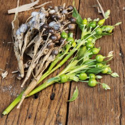 Łzawica - Łzy Hioba - 15 nasion