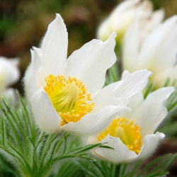 Sasanka - Anemone pulsatilla - biała