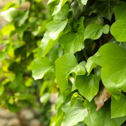 Bluszcz irlandzki - Hedera hibernica - sadzonka 40-50 cm