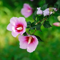 Ketmia syryjska, Hibiskus Maike - sadzonka P9