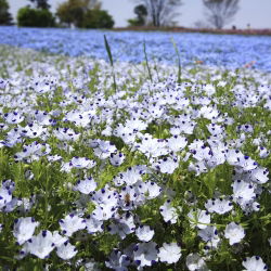 Porcelanka plamista (Nemophila maculata) - 200 nasion