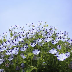 Porcelanka plamista (Nemophila maculata) - 200 nasion