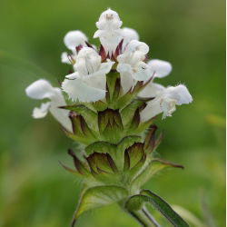 Głowienka wielkokwiatowa - 50 nasion