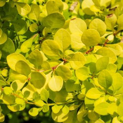 Berberys Thunberga Aurea - sadzonka w pojemniku P9