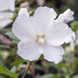 Ketmia syryjska, hibiskus William R. Smith - sadzonka P9