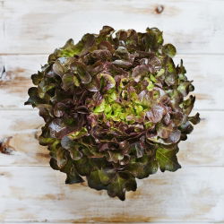 Sałata dębolistna - Red Salad Bowl - 1150 nasion