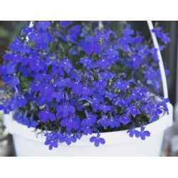 Lobelia zwisła szafirowoniebieska - 3000 nasion
