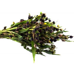 Łzawica - Łzy Hioba - 15 nasion