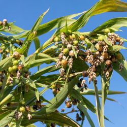 Łzawica - Łzy Hioba - 15 nasion