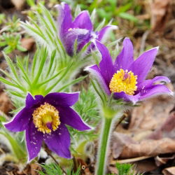 Sasanka - Anemone pulsatilla - fioletowa