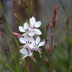 Gaura - Gaura lindheimeri - 30 nasion