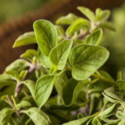 Oregano greckie - bardziej intensywne od zwykłego! - 750 nasion