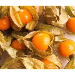 Rodzynek brazylijski - miechunka jadalna