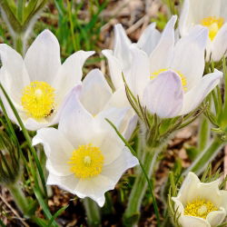Sasanka - Anemone pulsatilla - biała