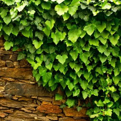 Bluszcz irlandzki - Hedera hibernica - sadzonka 40-50 cm