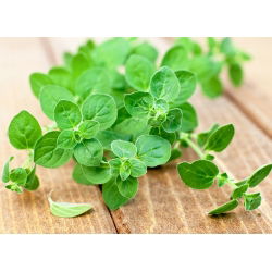 Oregano - Lebiodka pospolita