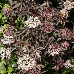 Czarny bez Black Lace - sadzonka w pojemniku C1-C2