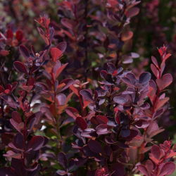 Berberys Thunberga Atropurpurea Nana - sadzonka w pojemniku P9