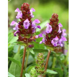 Głowienka wielkokwiatowa - 50 nasion